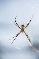 Spider Insect Nature Eight