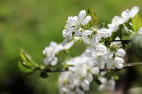 beautiful spring buds