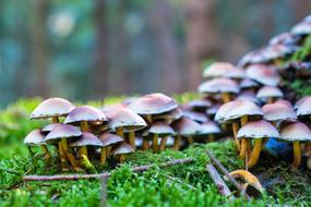 wild mushrooms by the tree
