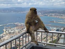 Travel Mono Gibraltar