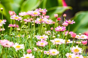 Flower Garden Daisy Summer