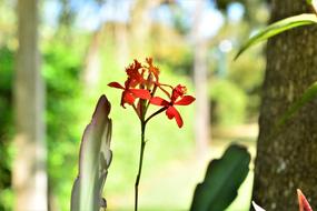 red flowers on a green background