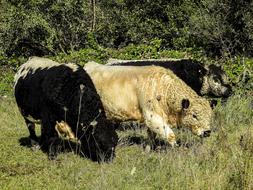 Galloway Weidetier cows