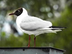 Black Headed Gull Seagull Bird