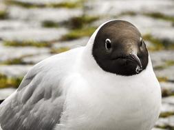 Black Headed Gull Seagull Bird