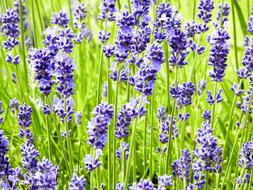purple flowers in green grasses