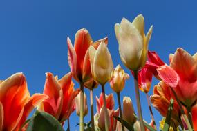 sea of tulips