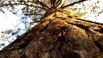 Nature Tree Wood