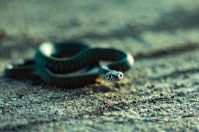Nature Animals Reptiles Monolithic