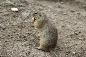 Gopher Zoo Deep Enclosure