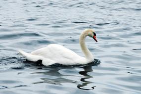 Bird Water Nature