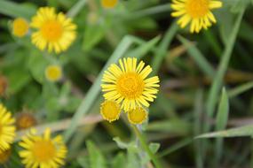 Flowers Daisy Yellow Flower Of The
