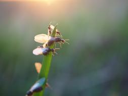 Ant Flying Ants