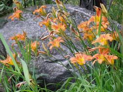 Flower Blossom Nature