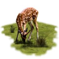 Animal Deer Grazing