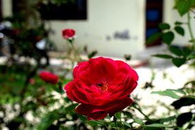 a big rose by the house
