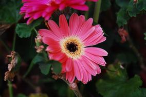 gorgeous pink flower