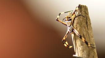 big spider on a stick