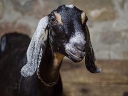 Goat Farm Animal