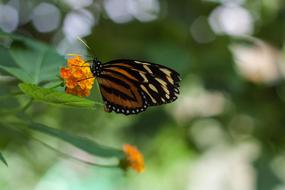 Butterfly Animal Flower