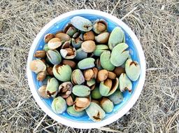 Almonds Almendrucos Harvest Dried