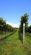 grape field green