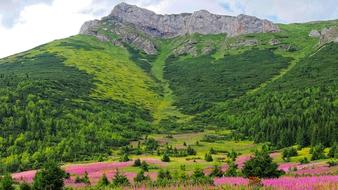 landscape of green mountains in flowers