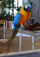 Macaw Animal Exhibit Bird