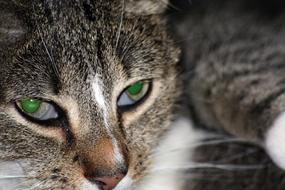 Domestic CatS Eyes Pet