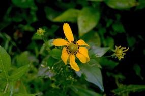 Flower Nature Bloom