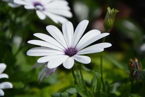 white flower in a green field