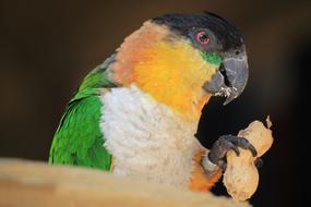 Birds Bird Parrot