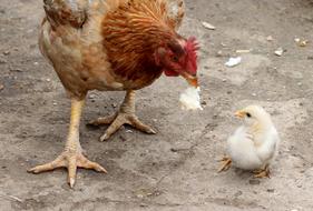 fluffy birds