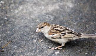 Bird Sparrow Feather