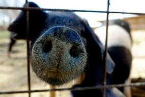 animal Pigs snout