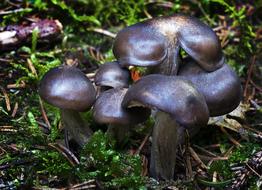 Mushroom Forest Moss