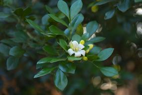 small flower in foliage
