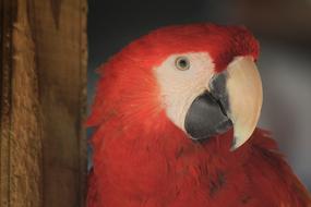 Macaw Ave Bird