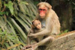Monkey Nature Primate