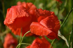 Flower Nature Plant