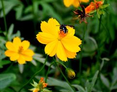 yellow flower with a beetle in the green grass