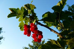 juicy berries in the sun