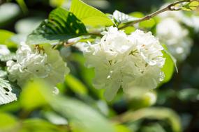 Spring Flowers