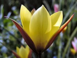 yellow flower bud close up