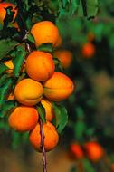 sweet apricots on a branch