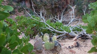 Nature Plant Cactus