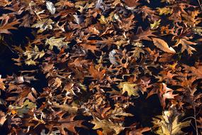 forest autumn leaves are wet