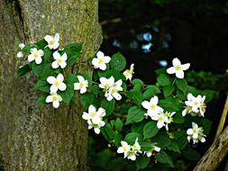 little flowers by the pole