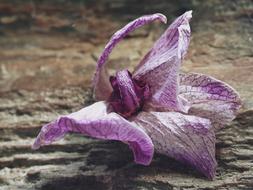 purple bud on the table