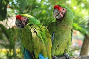 Parrot Macaw Green
